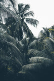 Maldives Jungle