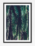 Big Sur Palm