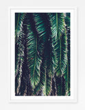 Big Sur Palm