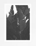 Hollywood Jungle