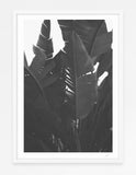 Hollywood Jungle