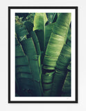 Sayulita Palm