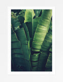 Sayulita Palm