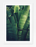 Sayulita Palm