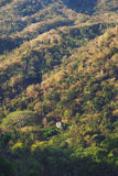 Yelapa Jungle