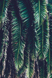 Big Sur Palm