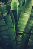 Sayulita Palm